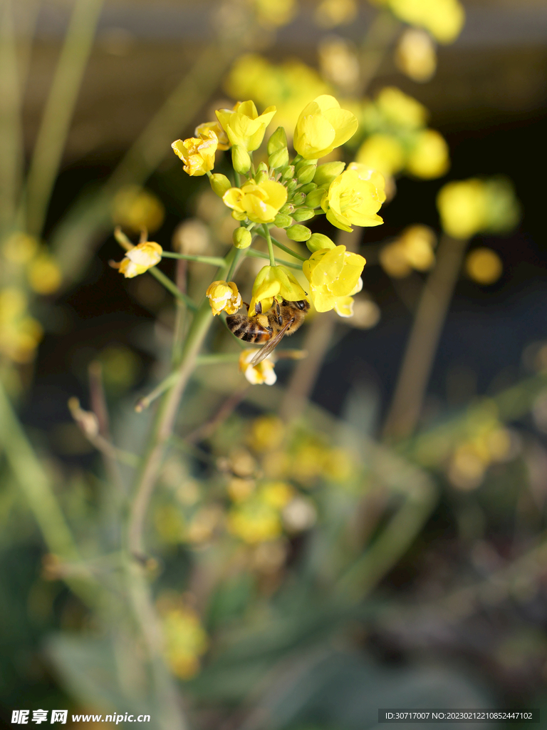 自然风光油菜花