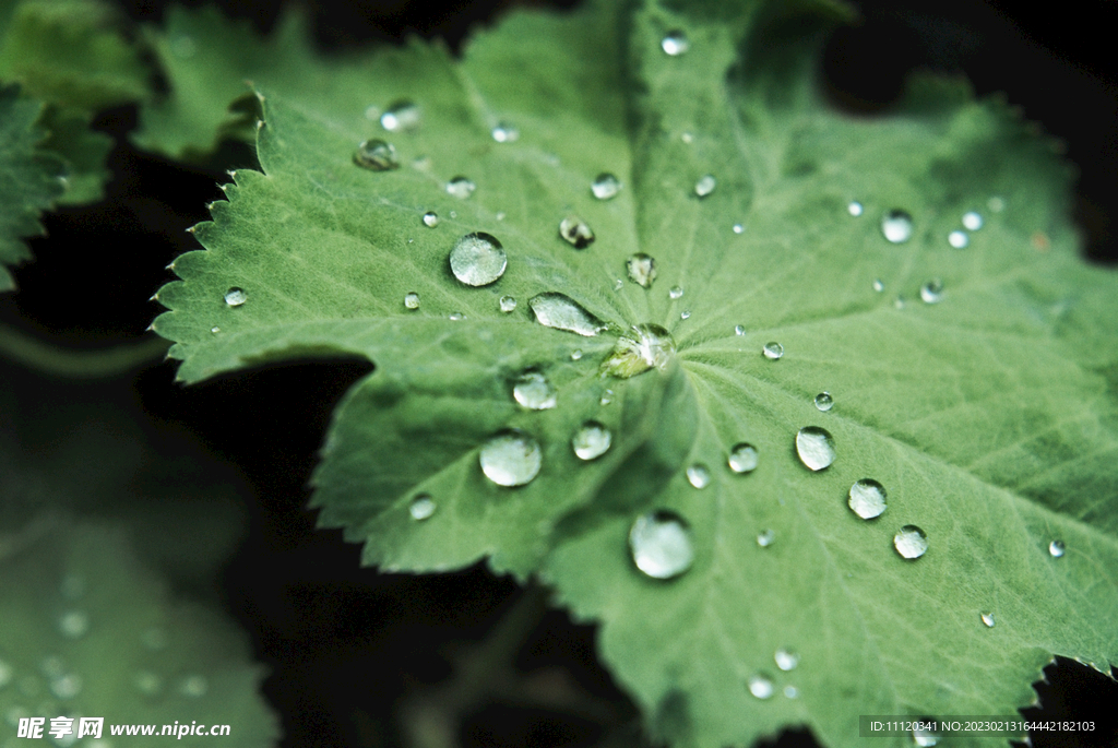 植物绿叶上的晶莹水珠