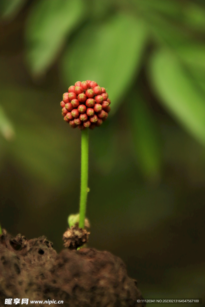 含苞待放植物近景特写