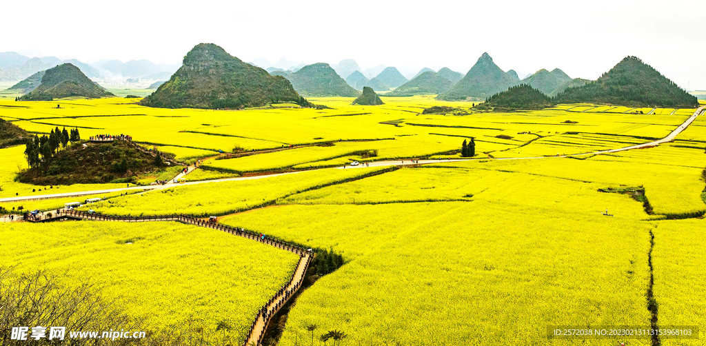 罗平油菜花景区
