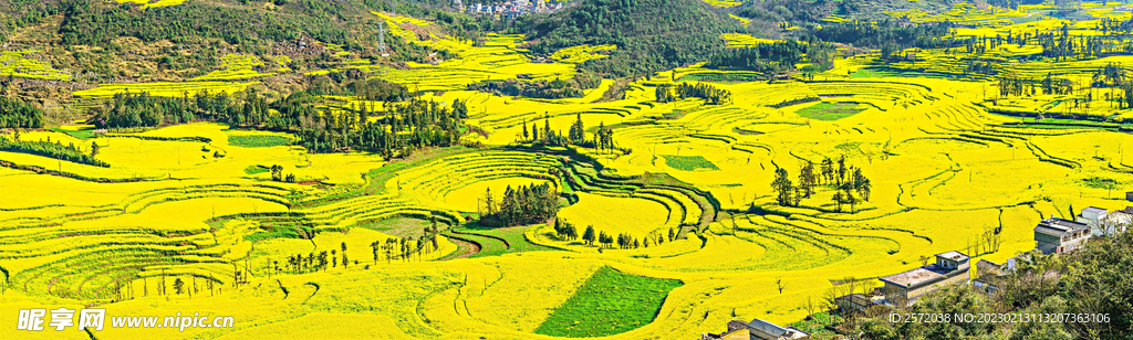 罗平油菜花景区