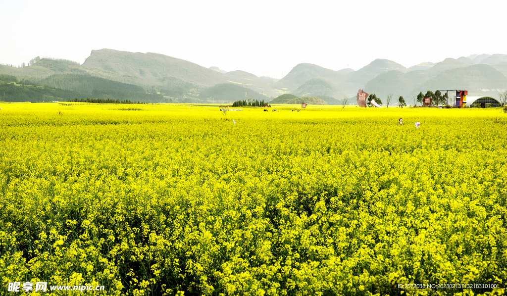 罗平油菜花景区