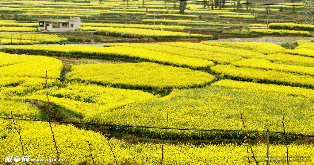 罗平油菜花景区