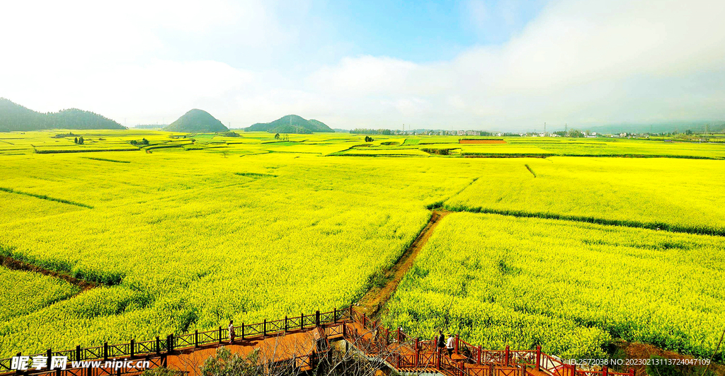 罗平油菜花景区