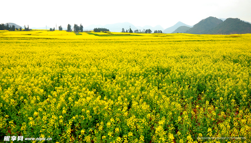 罗平油菜花景区