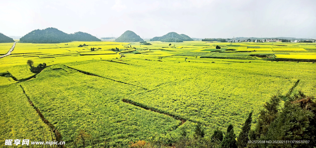 罗平油菜花景区