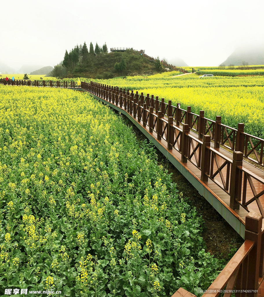 罗平油菜花景区