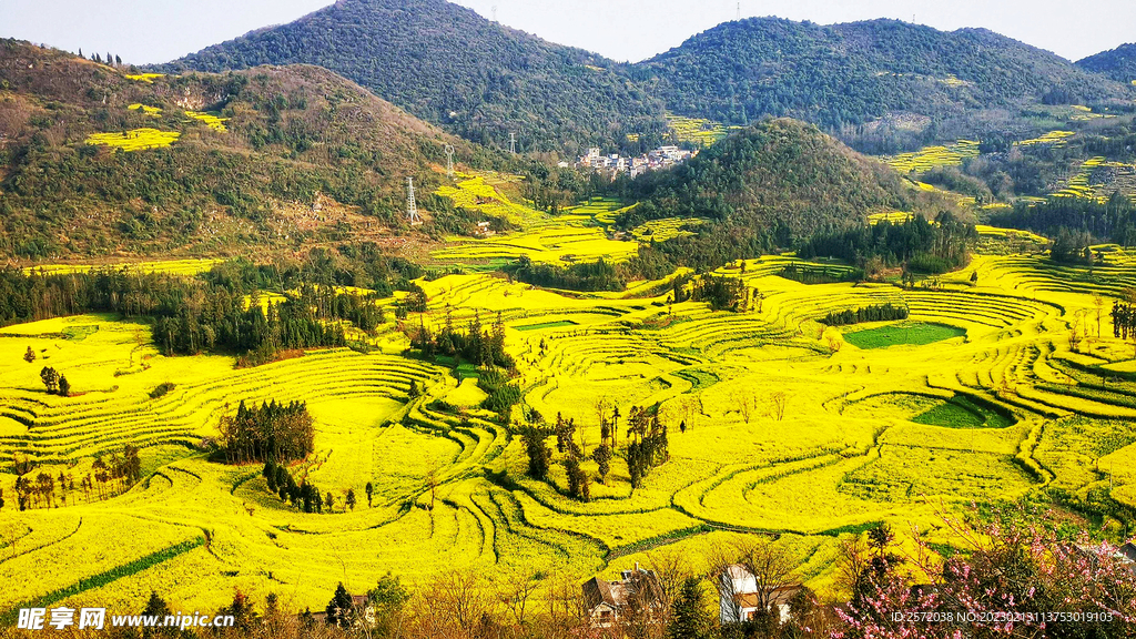 罗平油菜花景区
