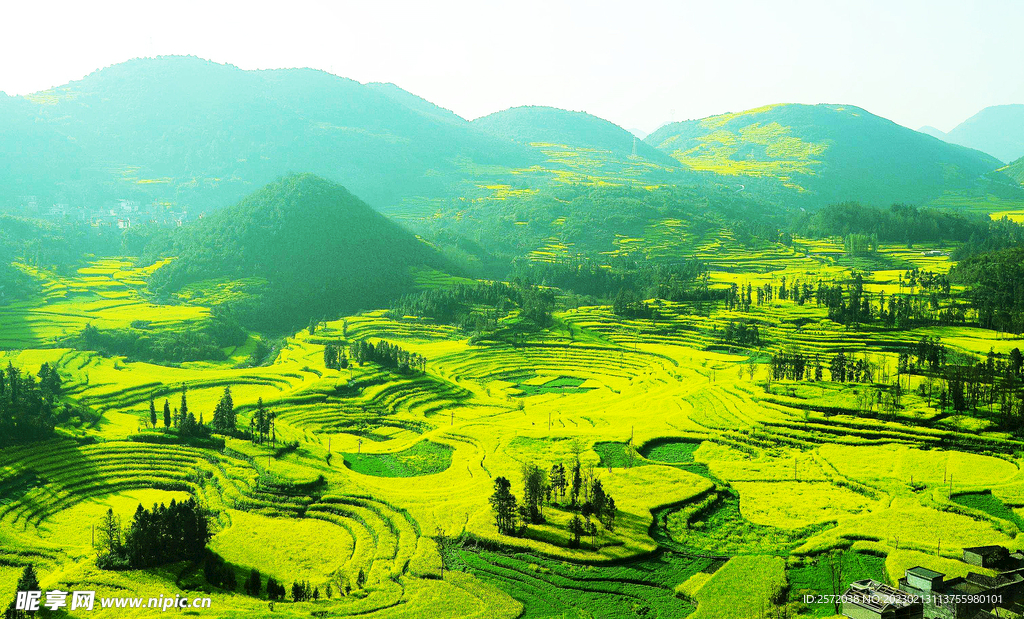 罗平油菜花景区