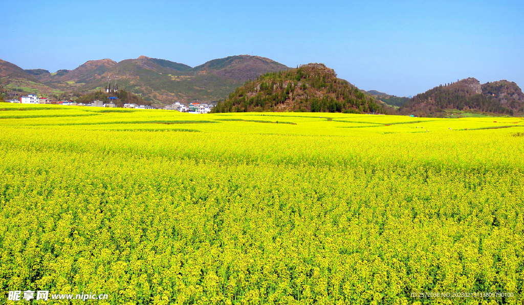 罗平油菜花景区