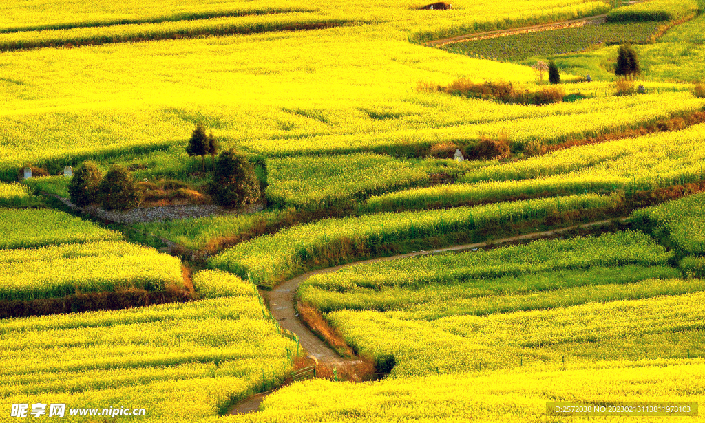 罗平油菜花景区