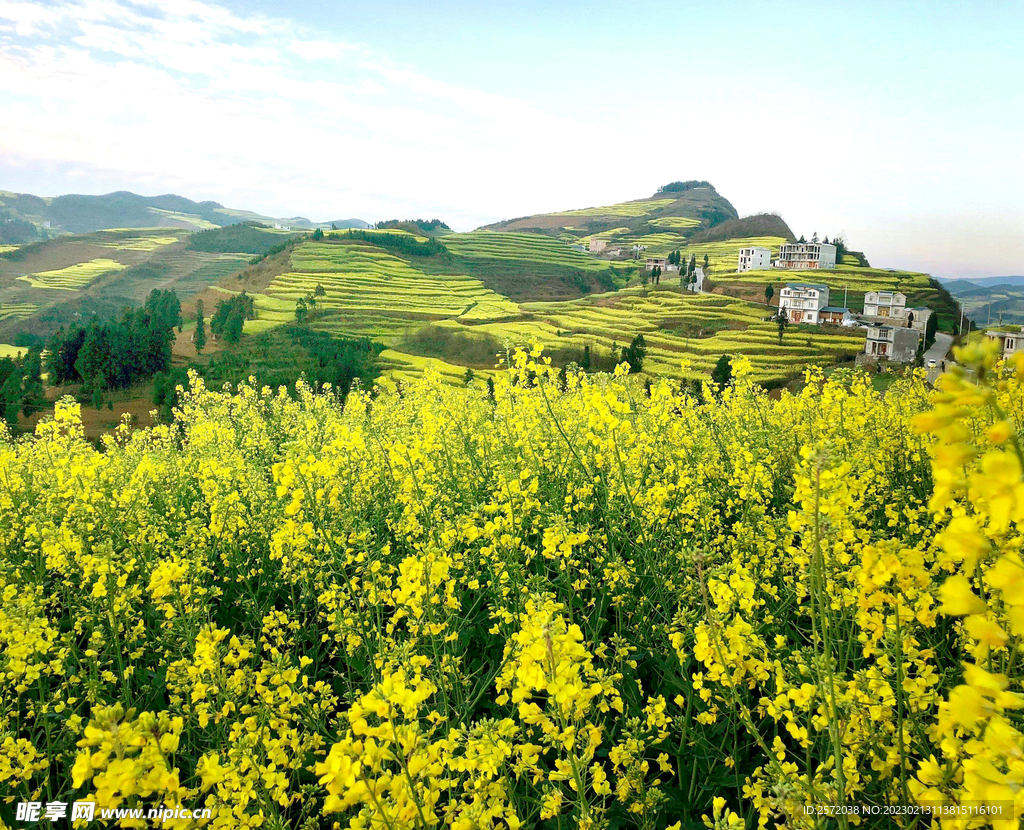 罗平油菜花景区