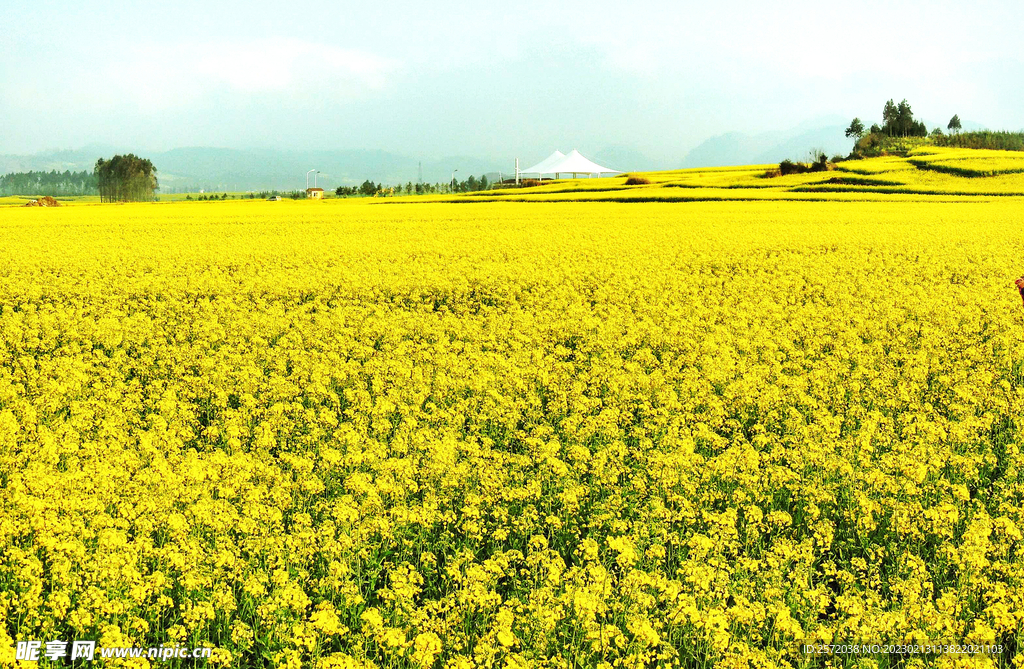 罗平油菜花景区