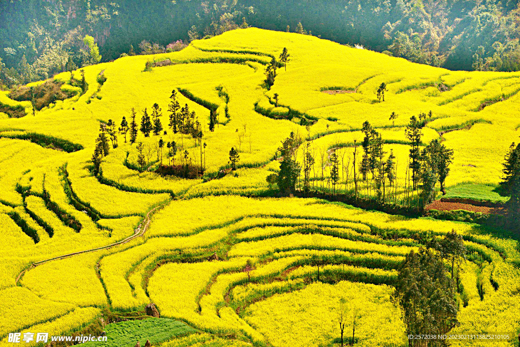 罗平油菜花景区