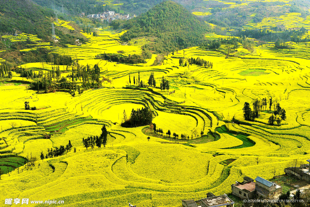 罗平油菜花景区