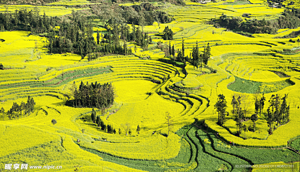 罗平油菜花景区
