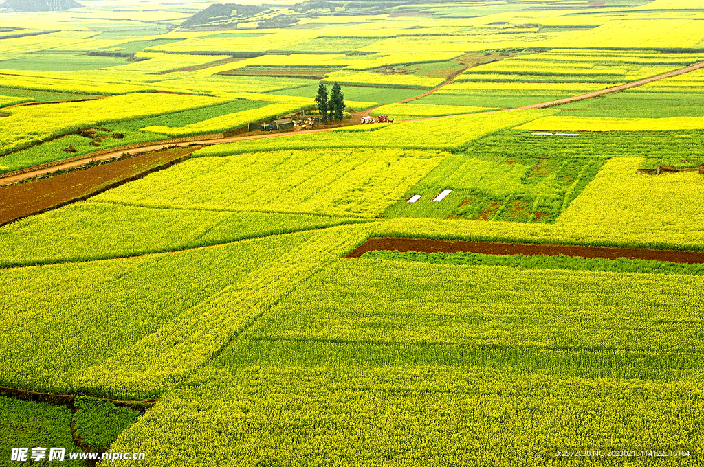 罗平油菜花景区