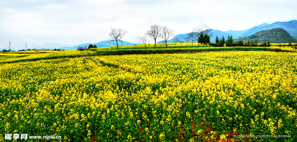罗平油菜花景区