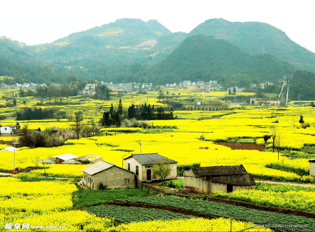 罗平油菜花景区