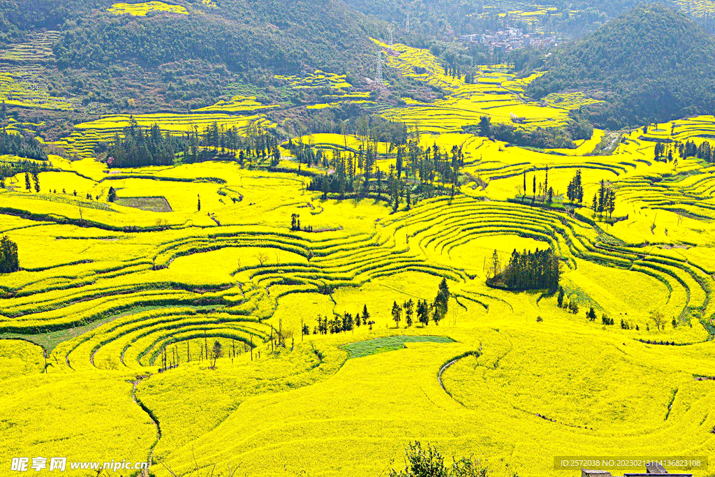 罗平油菜花景区