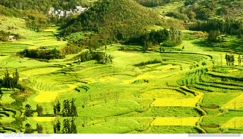 罗平油菜花景区