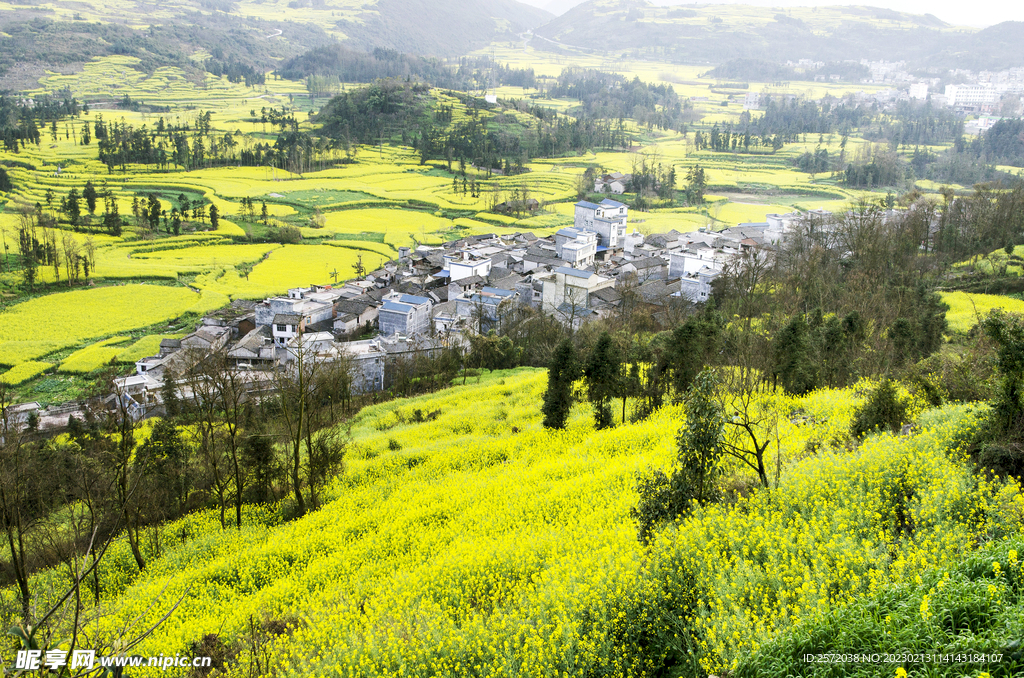 罗平油菜花景区