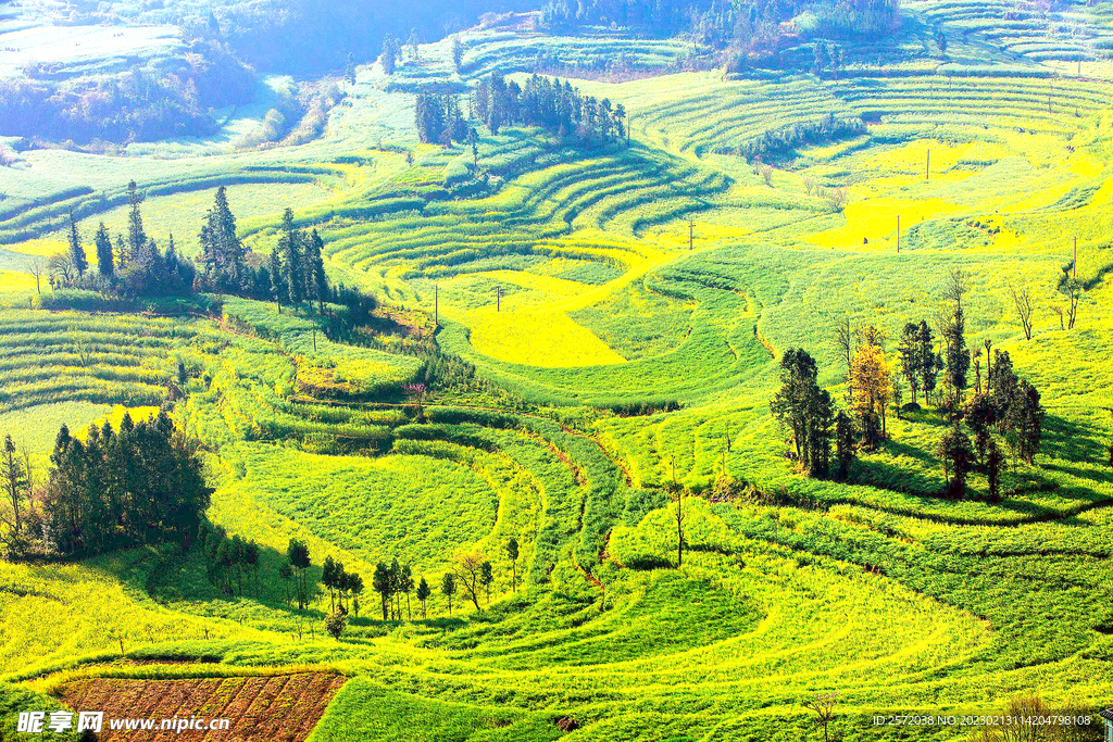 罗平油菜花景区