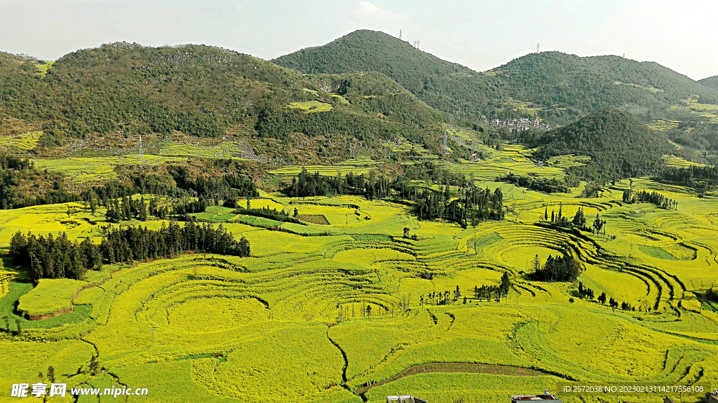 罗平油菜花景区