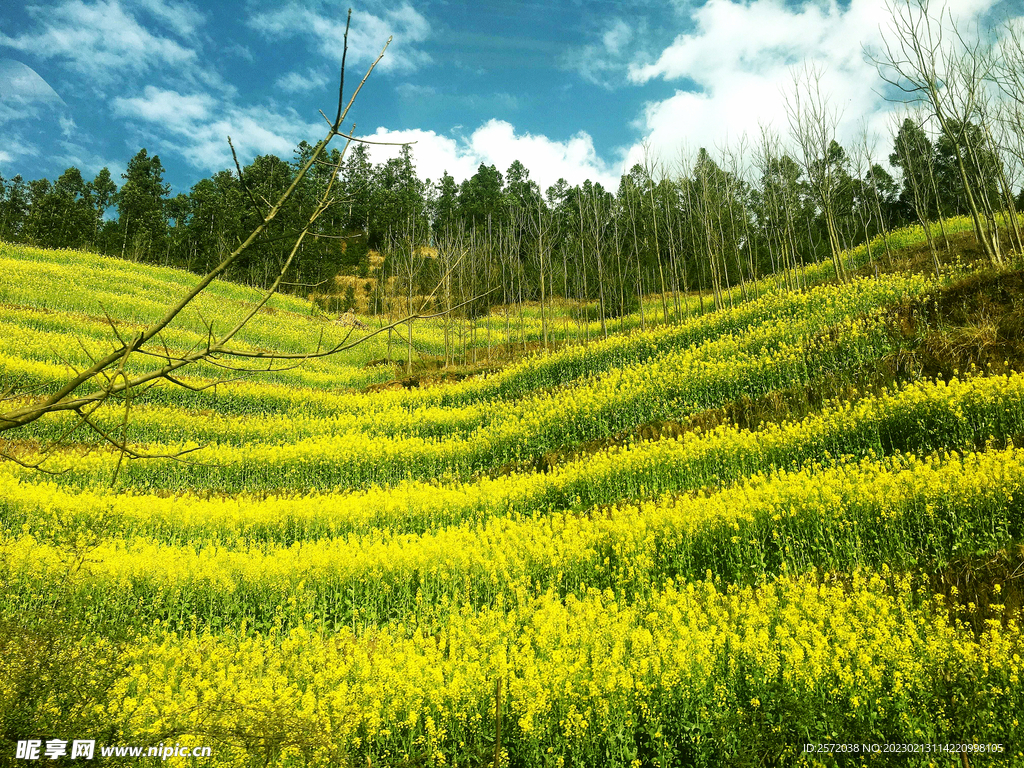 罗平油菜花景区
