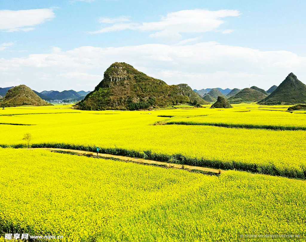 罗平油菜花景区