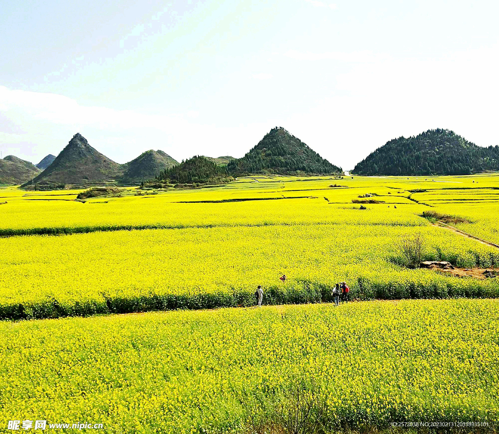 罗平油菜花景区