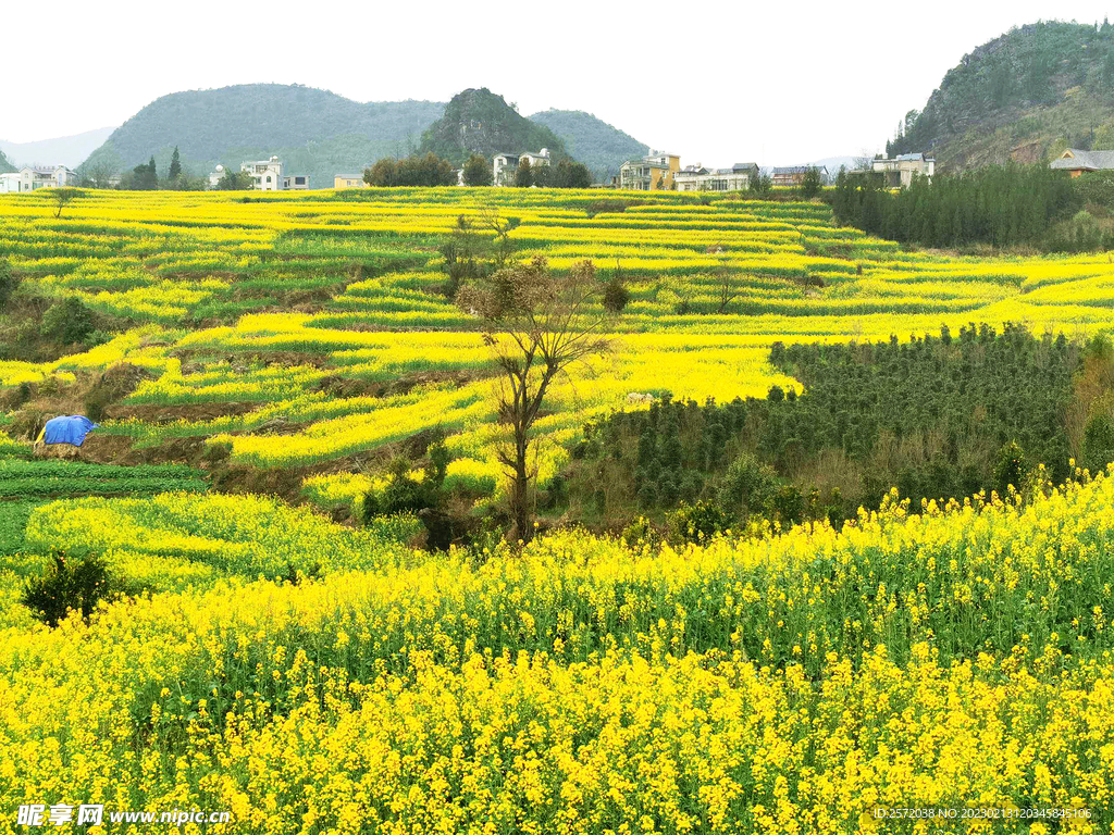 罗平油菜花景区