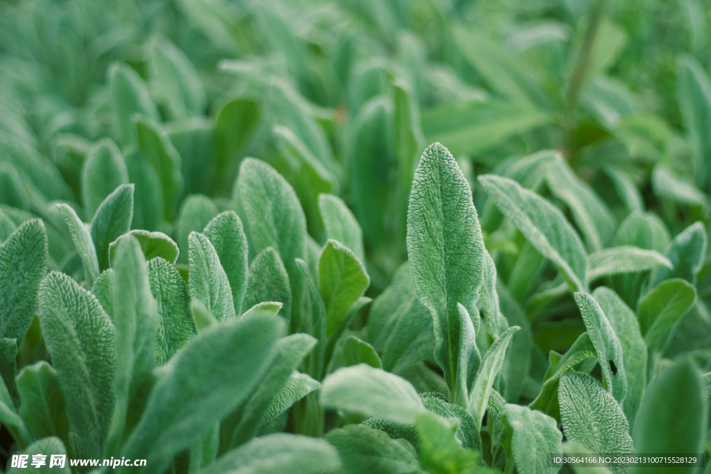 绿植绿叶