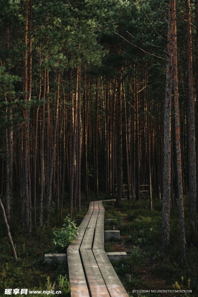 铺设有栈道的茂密树林摄影