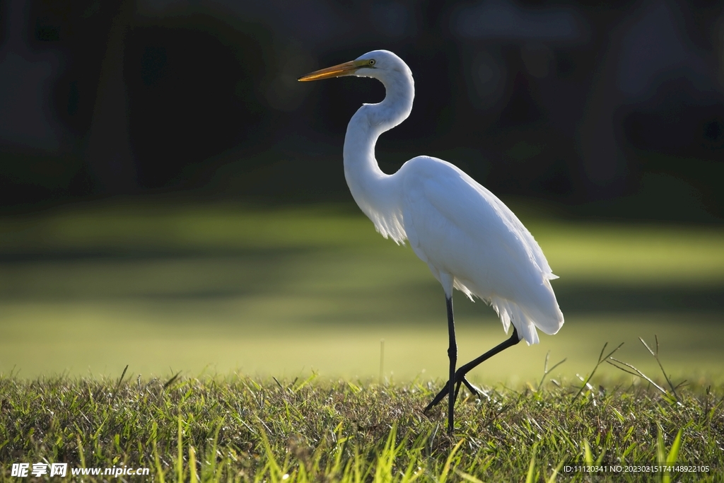 草地上单脚站着的白色苍鹭