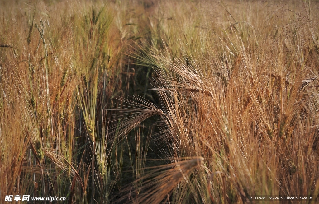 麦芒长长的大麦田风光