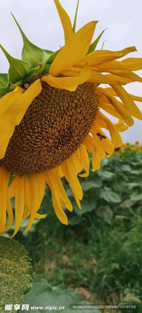 向日葵 太阳花  向阳花