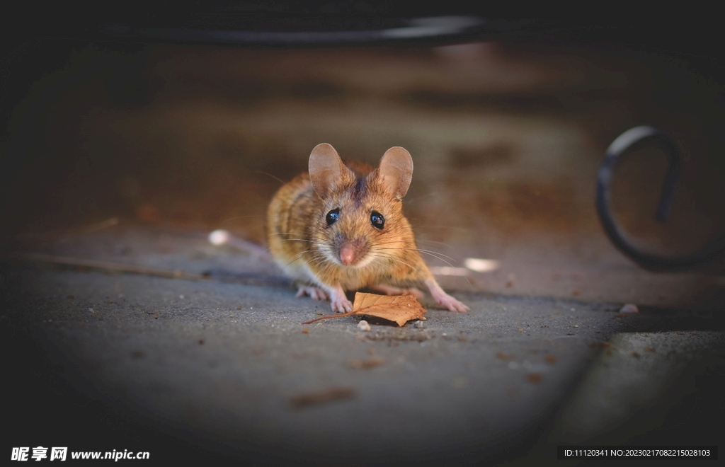 在公园里出没觅食的小老鼠