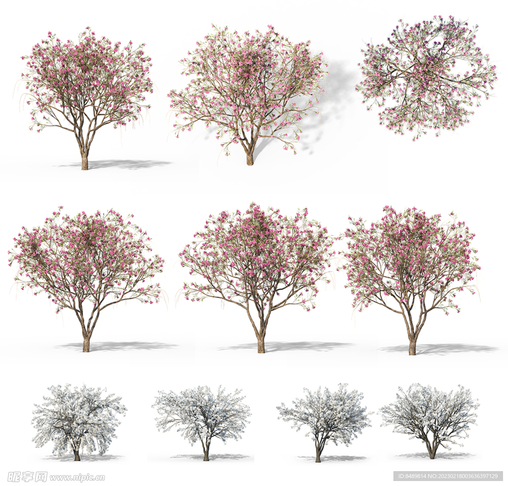 乔木 树木 花树图片