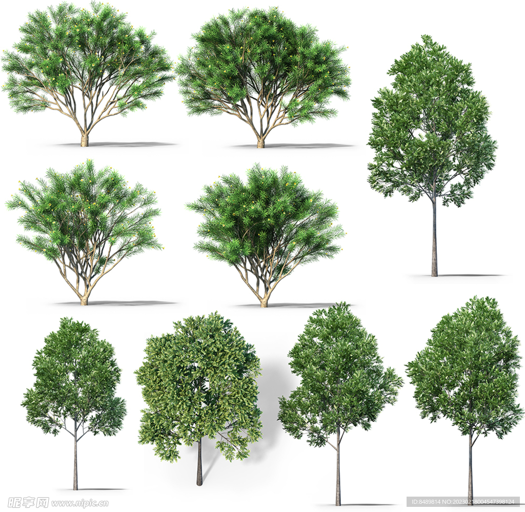 乔木 树木 花树图片