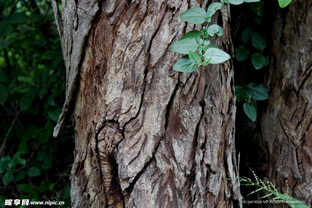 大树纹理图