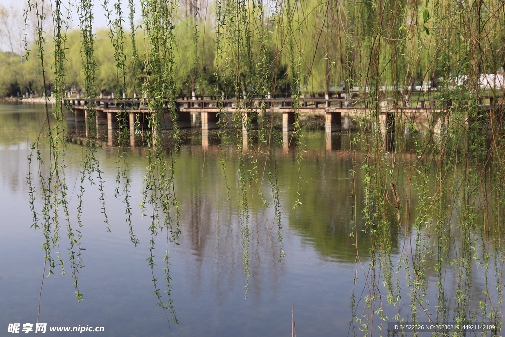 柳絮湖景