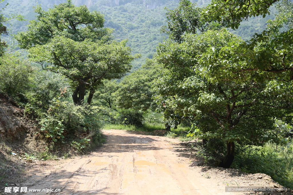 山间小路