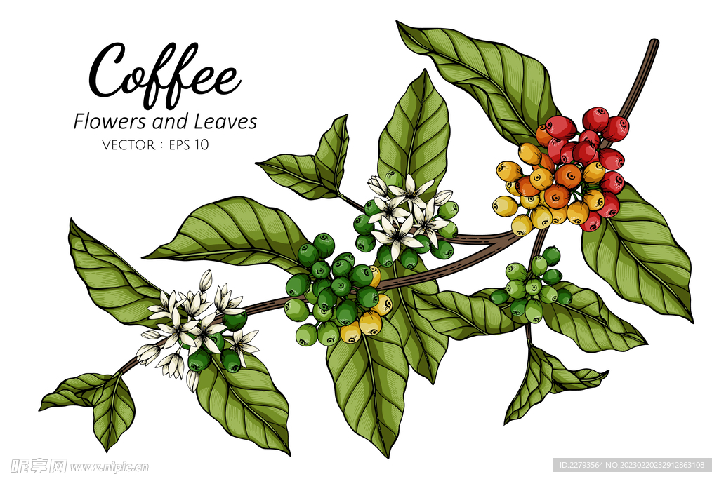 咖啡豆插画