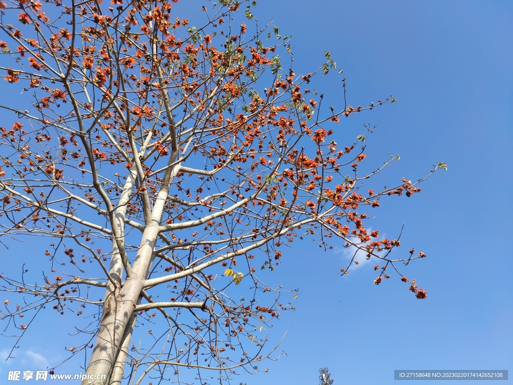 蓝天下的木棉花