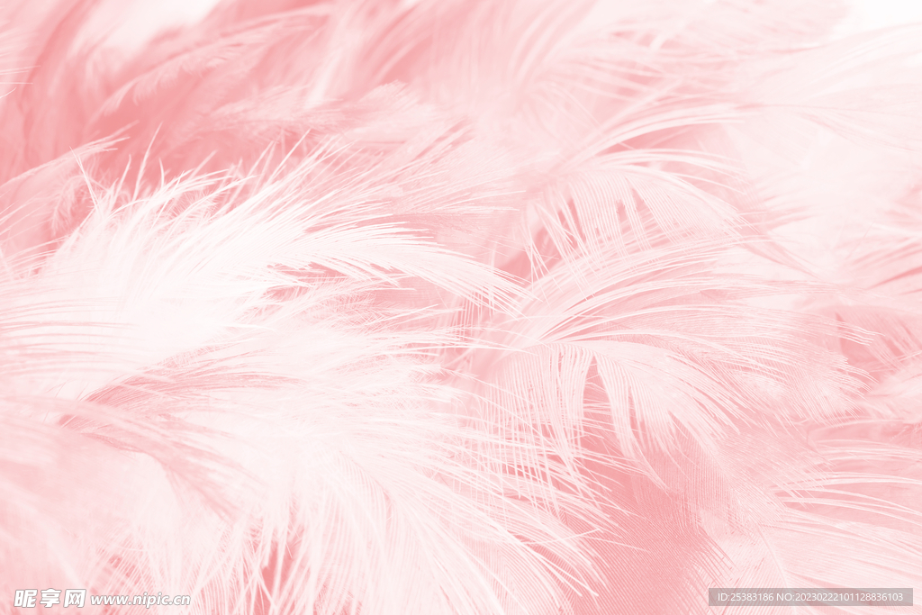 粉色羽毛背景
