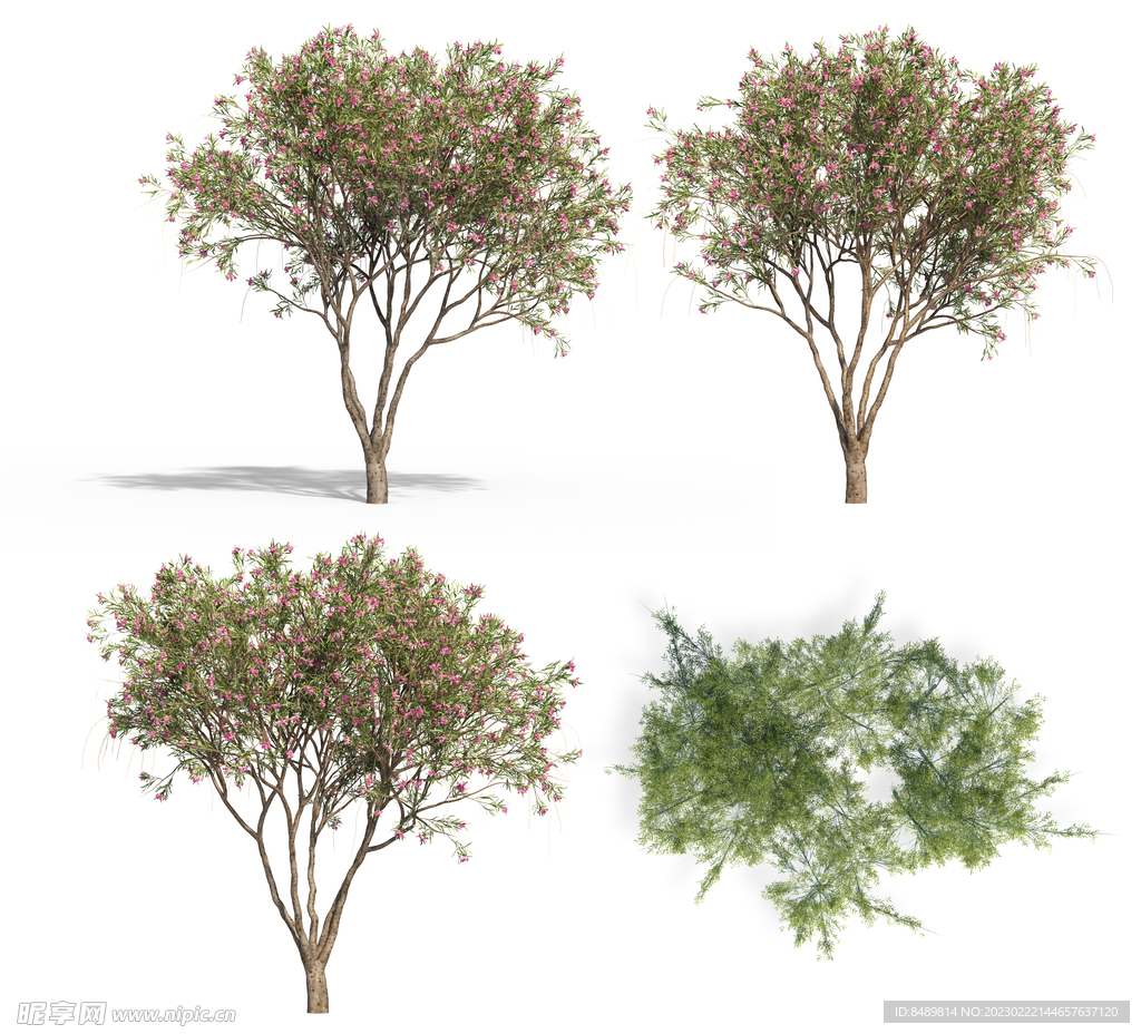 乔木 树木 花树图片 