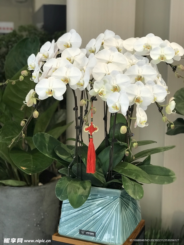 蝴蝶兰 植物 景观 摄影 兰花