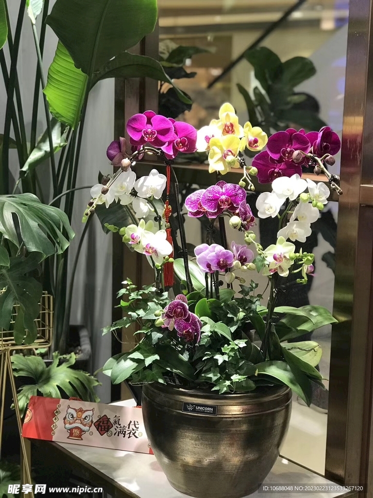 蝴蝶兰 植物 景观 摄影 兰花