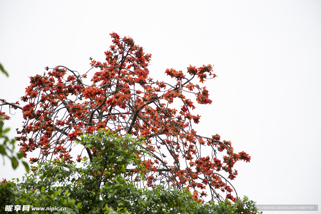 木棉花